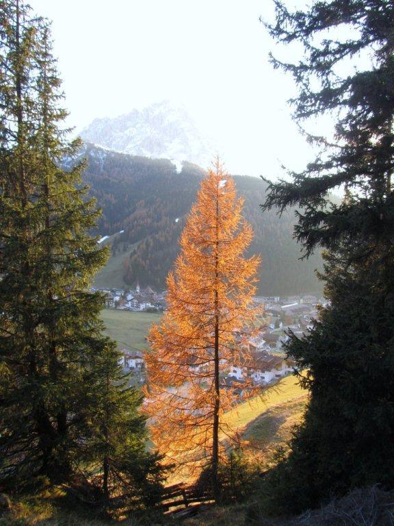 68463-selva-2.11.11-iv.jpg