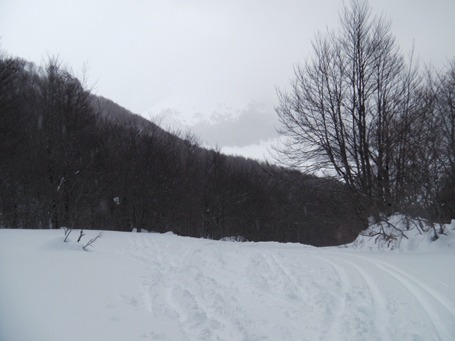 73653-la-selva.jpg