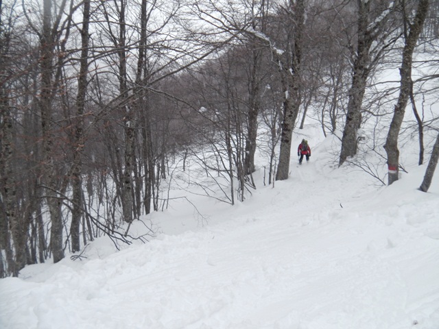 73654-dentro-il-bosco.jpg