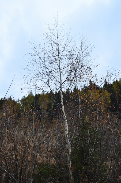 83350-dsc1493.jpg