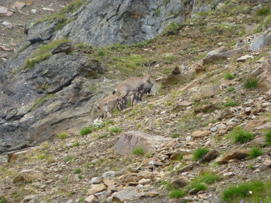 83381-p1000328.jpg
