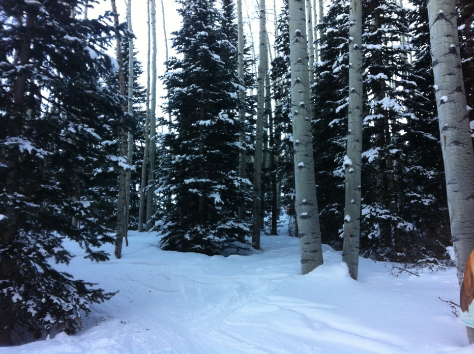 92090-pista-alberi-2.jpg