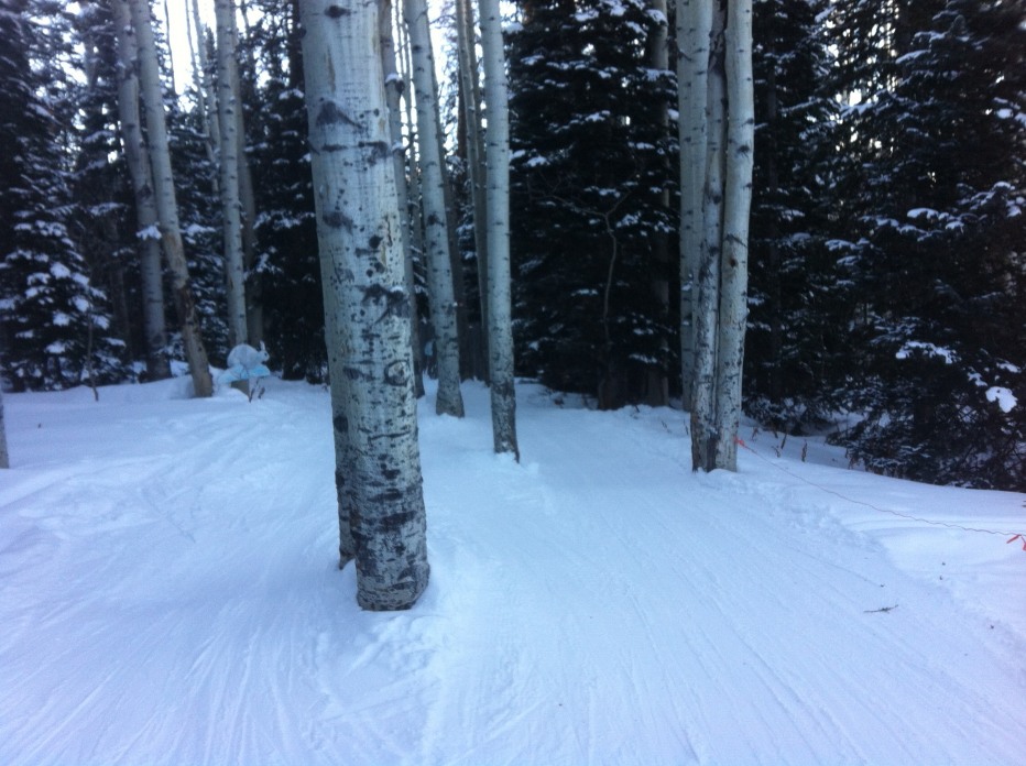 92091-pista-alberi.jpg