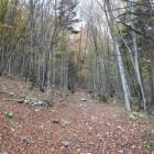 Si entra subito in un fitto bosco Si entra subito in un fitto bosco