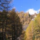 Larici e luna