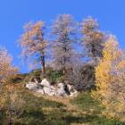 Trittico di larici