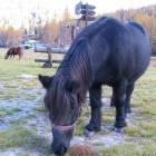pony pony