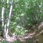 Le luci del bosco, in salita verso il Carevolo