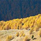 Una miniera d'oro