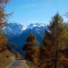Nel bosco con il Pisganino sullo sfondo