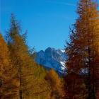 Il canale del Dito dal bosco del Gavia