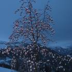 Sorbo innevati Sorbo innevati