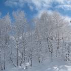 Alberi Alberi