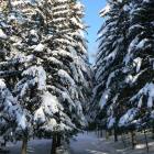 Alberi carichi