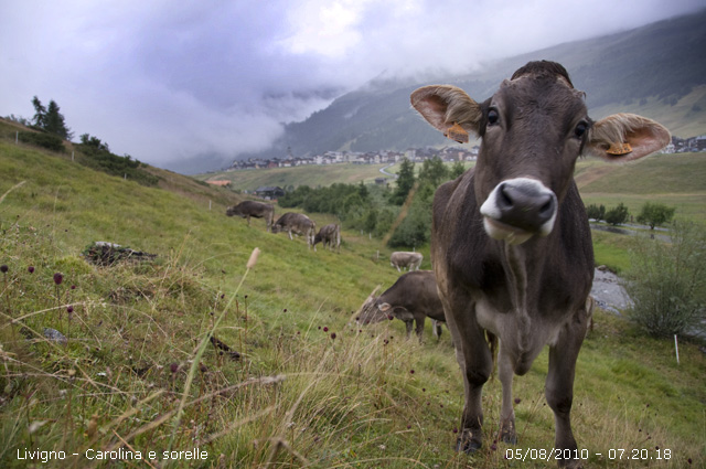 56262-muccawebcam.jpg