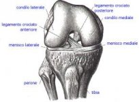 anatomiaginocchio.jpg