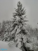 dsc01288.jpg