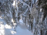 bosco_995.jpg