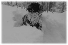 pippo01_210.jpg