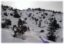 boschetto-andalo_628.jpg