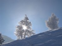 alberi_powder-01_135.jpg
