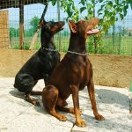 dobermann_189.jpg
