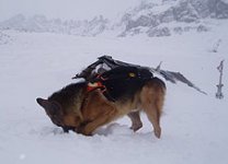 cani_valanga_198.jpg