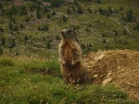 marmotta2_132.jpg