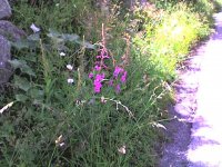 fiori_195.jpg
