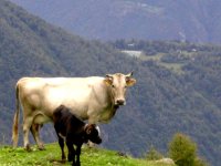 vista_di_lotto_e_del_bacino_885.jpg