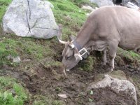 mucca_che_mangia_la_terra_114.jpg
