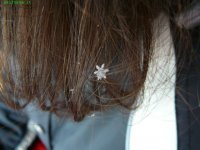 18 snowflake.JPG