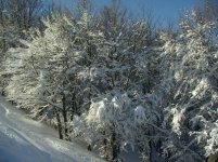 IMG_2085.jpg