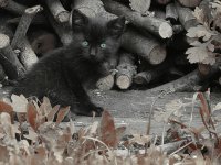 gatto test gatto test