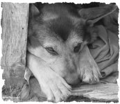 cane_119.jpg