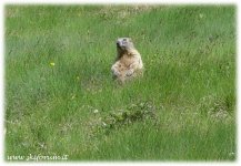 marmotta-skiforum_111.jpg