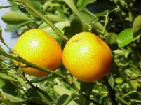 pompelmo_129.jpg