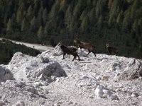 Tofana, 1 - 10 - 2011 (13).JPG