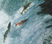 salmoni-coraggiosi.jpg