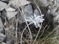 fiordalisosemprelui.jpg