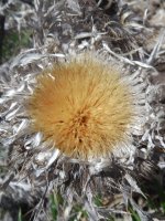 fiore di cardo.jpg