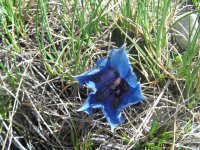 genziana sibillini.jpg