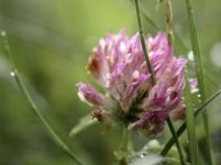Dolomiti 15-07-12 (91).jpg