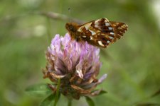 Dolomiti 17-07-12 (281).jpg