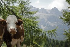 Dolomiti 19-07-12 (168).jpg