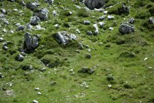 marmotta.jpg
