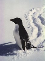 pinguino_960.jpg