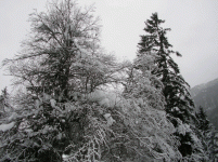 val_saisera5_697.gif