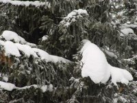 foresta-neve-0101_138.jpg