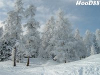 alberi_innevati_sulla_olang_dicembre_2005_718.jpg